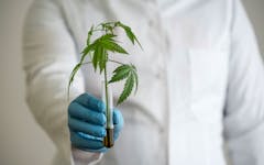 new cannabis research, medical research about effects of marijuana