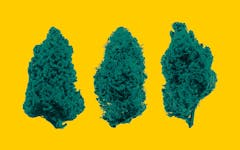 strains to be excited about in 2020, new marijuana strains, best cannabis strains