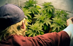 cannabis grower in a hat
