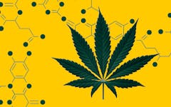 cannabinoids, thc, cbd, thcp, cbdp, brain chemistry and cannabis