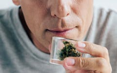 cannabis smell, homegrow marijuana