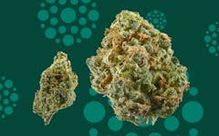 cannabis strains high in cbd, flavorful cbd strains, best marijuana cbd strains