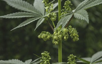 Growing marijuana indoors for dummies