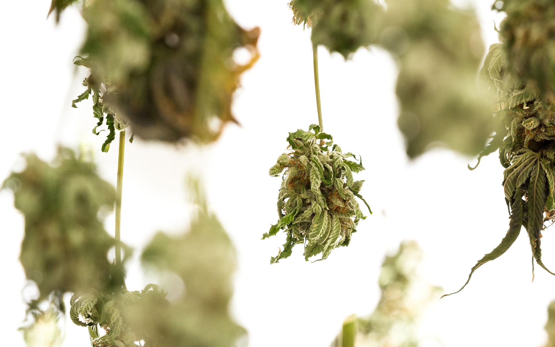 curing and drying marijuana, growing cannabis