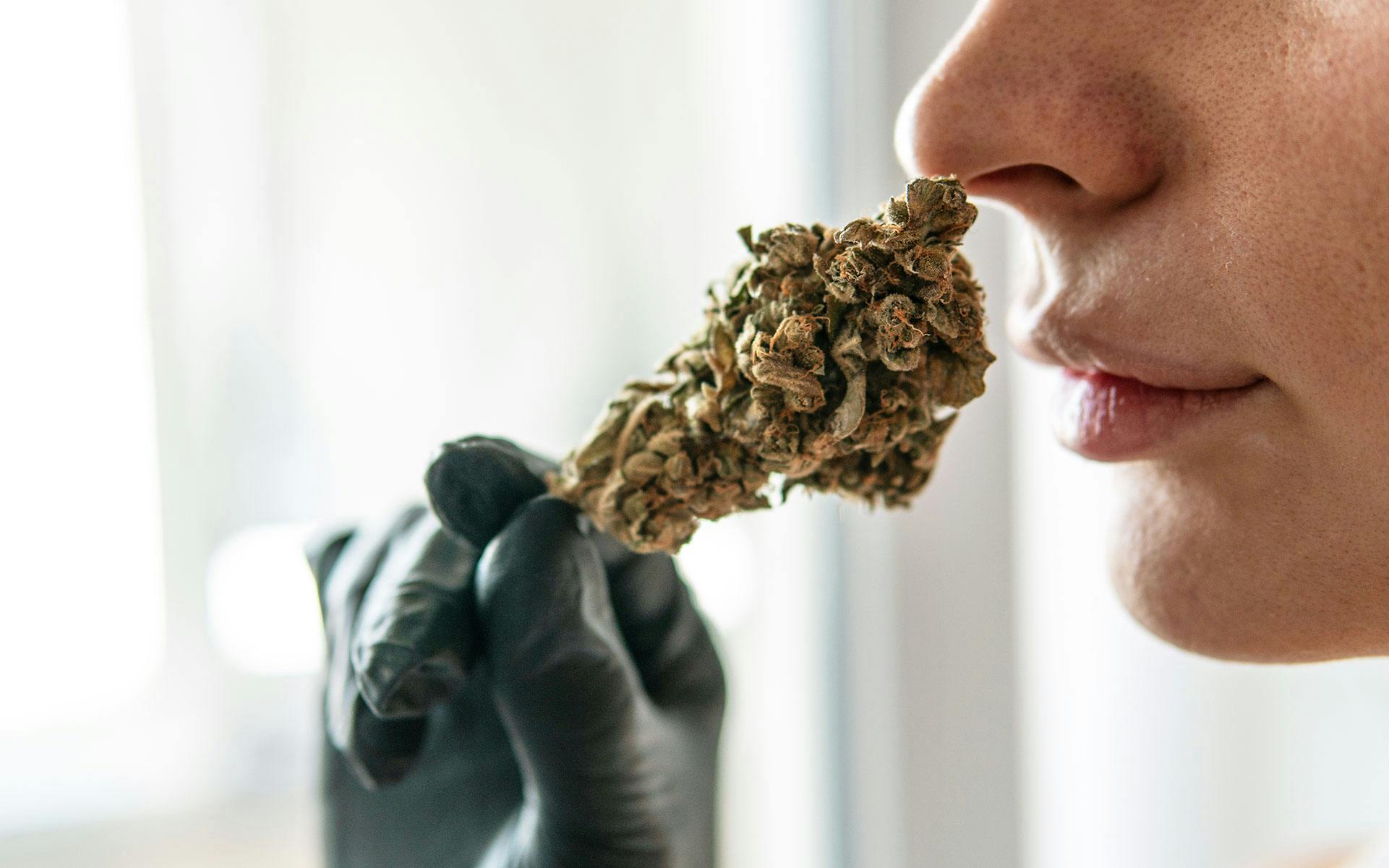 2023 is the year we saw beyond both THC and terpenes image