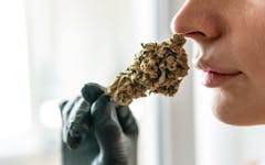 smelling cannabis before buying