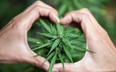 cannabis heart hand