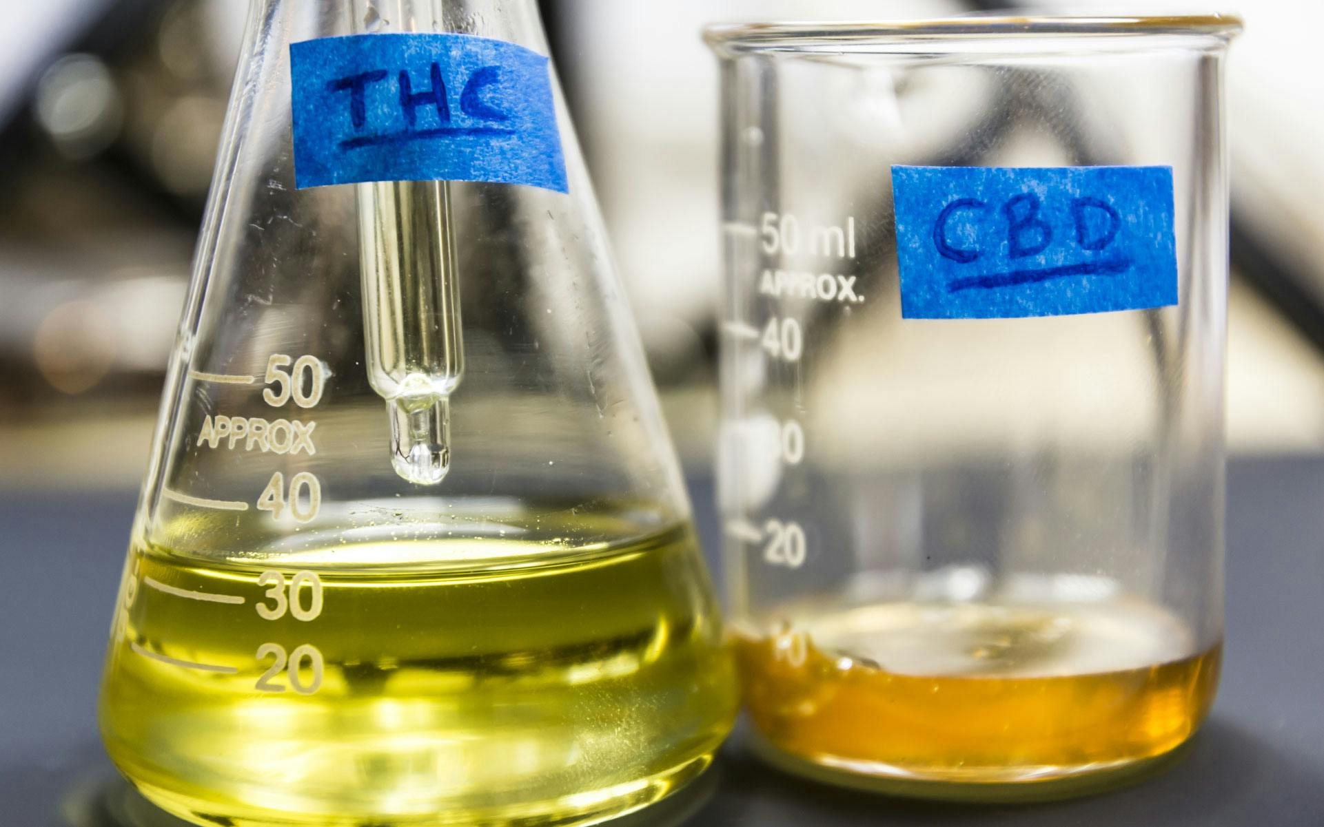 Can cannabis cure cancer? image