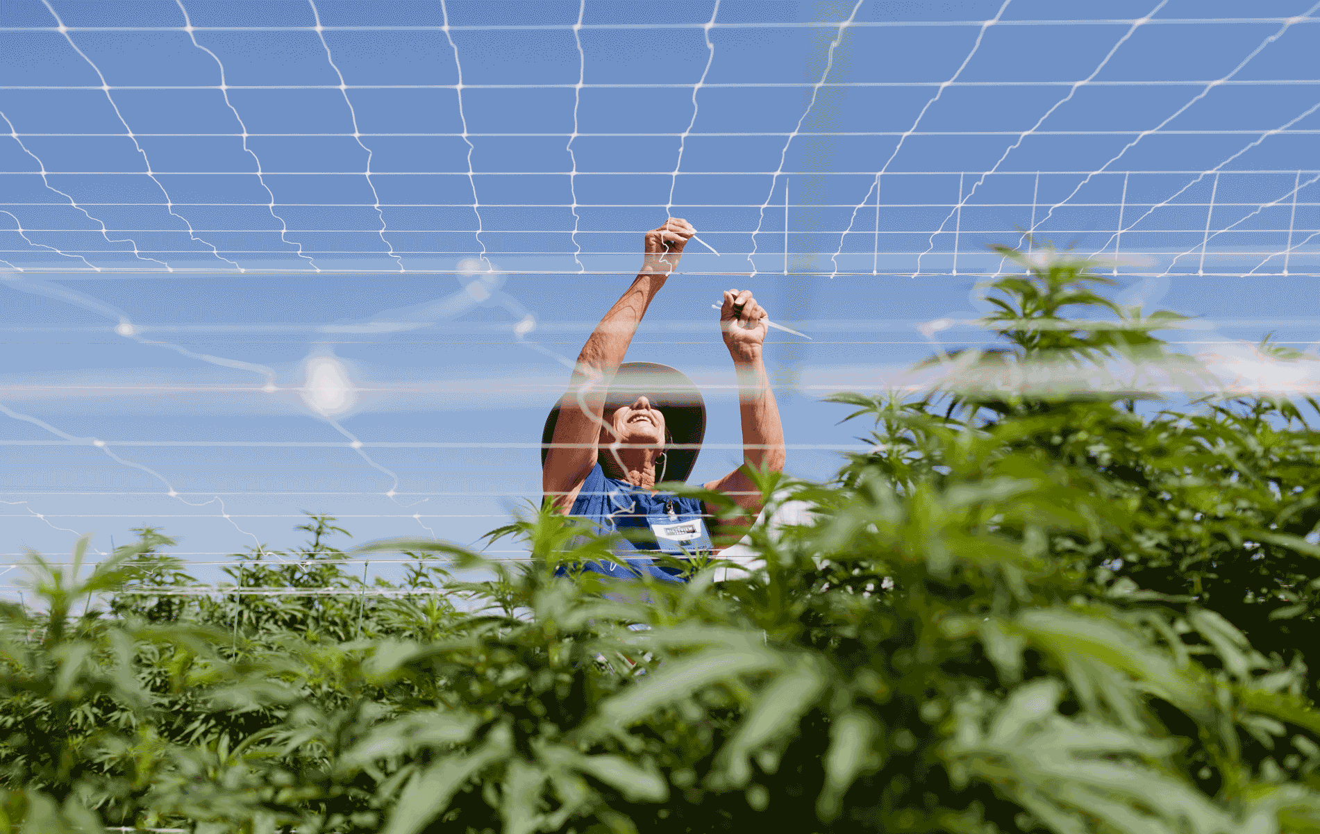 2020 Cannabis Jobs Report: Legal cannabis now supports 243,700 full