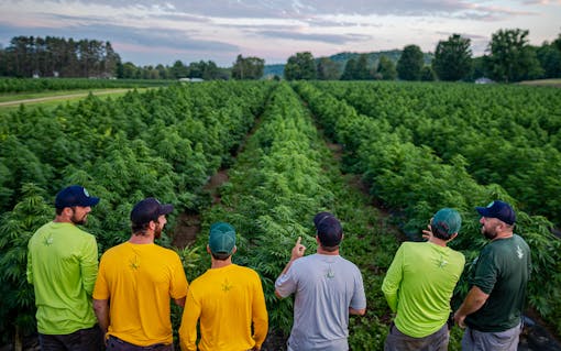 USDA CERTIFIED ORGANIC HIGH cbd and CBG HEMP, organic hemp farm, vermont hemp,