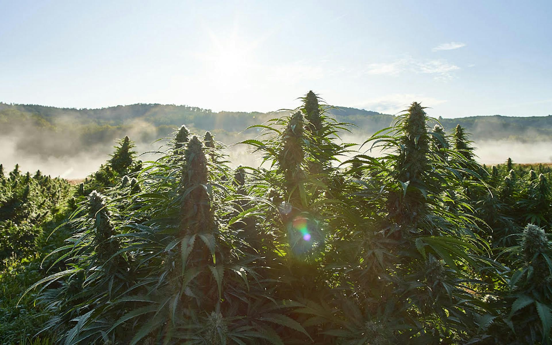 Why is hemp-derived delta-9 legal? image