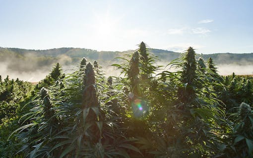 USDA CERTIFIED ORGANIC HIGH cbd and CBG HEMP, organic hemp farm, vermont hemp,