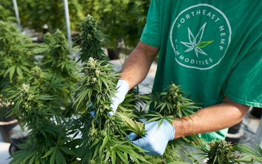 USDA CERTIFIED ORGANIC HIGH cbd and CBG HEMP, organic hemp farm, vermont hemp,