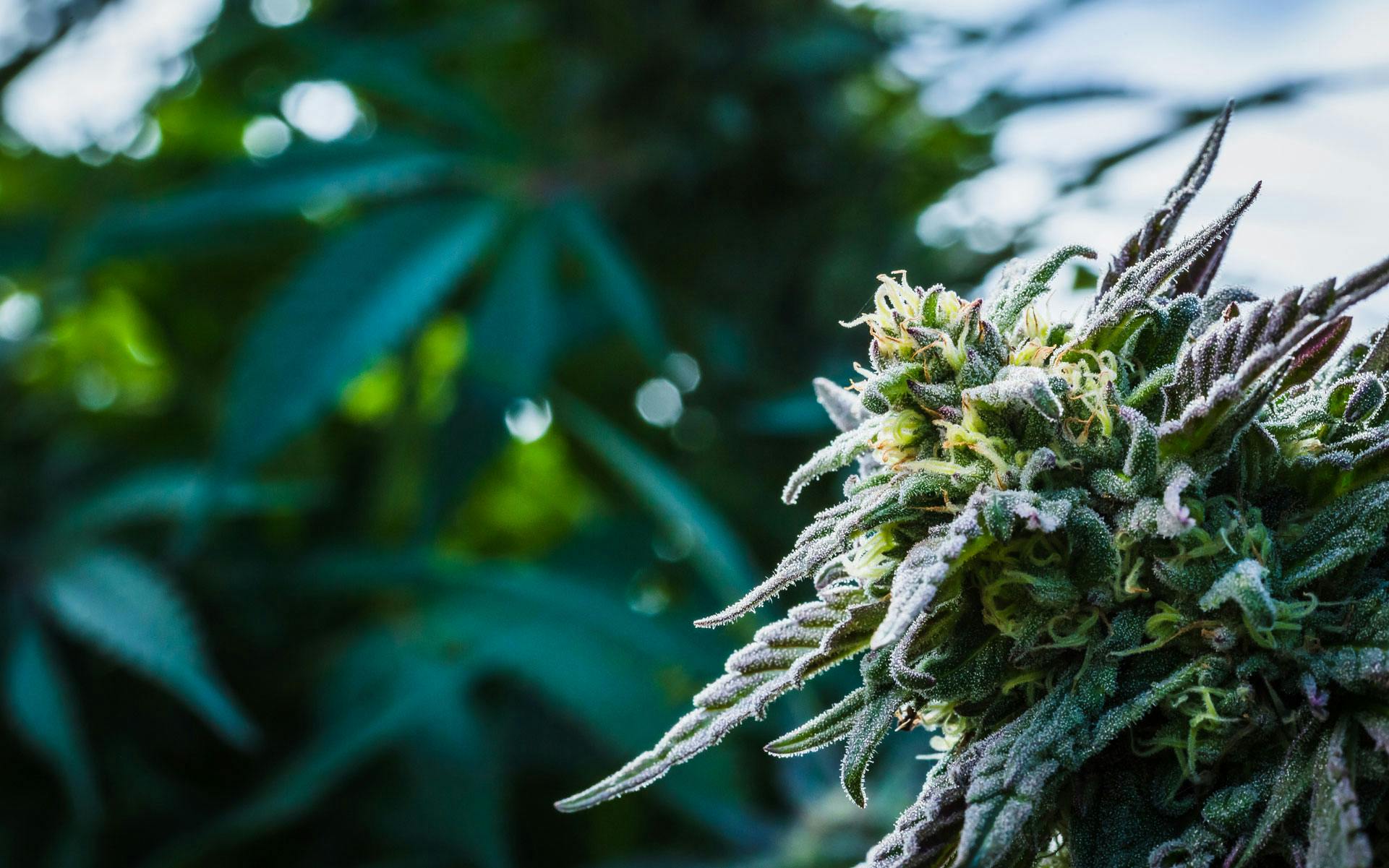 US Customs seizing New Brunswick residents’ legal weed image