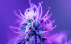 new cannabis strains, best marijuana strains