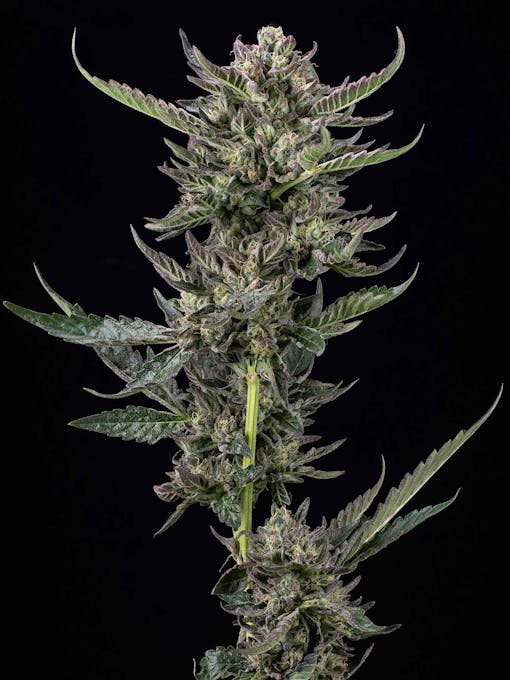 Notorious THC delivers maximum stone. (Courtesy of Humboldt Seed Co.)