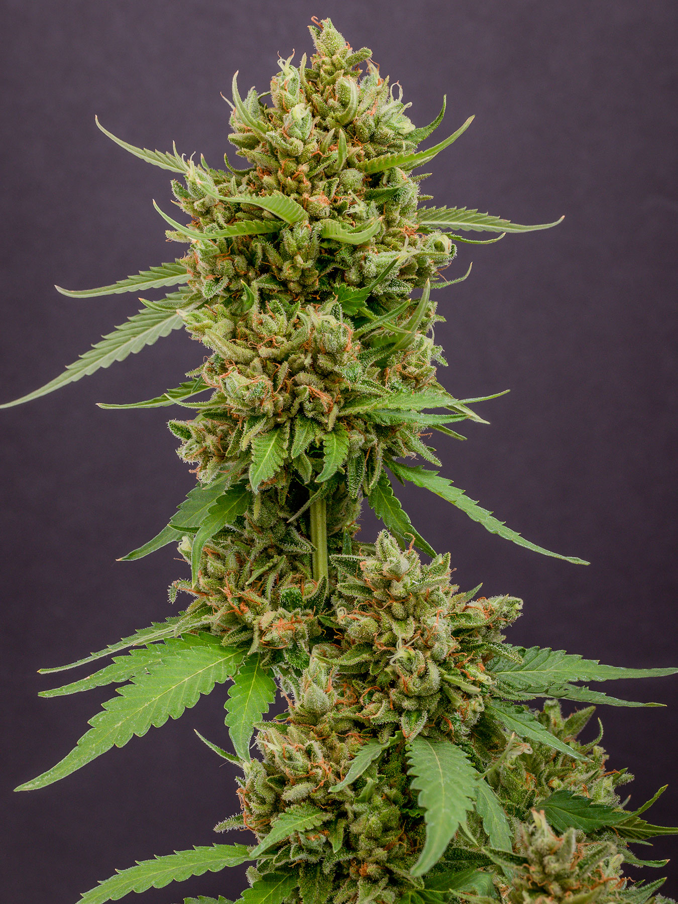 Best Seed Breeders 2021 The best new marijuana strains to grow in 2020 | Leafly