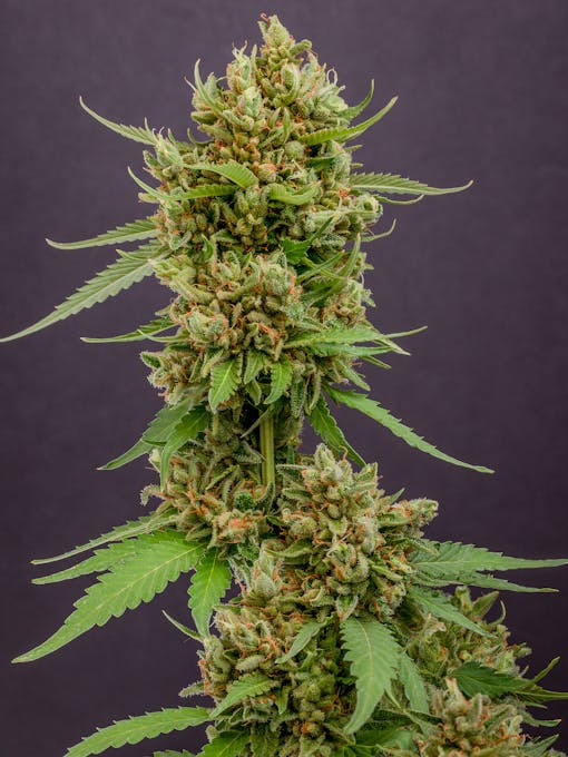 Magic Melon chunks out automagically. (Courtesy of Humboldt Seed Co.)