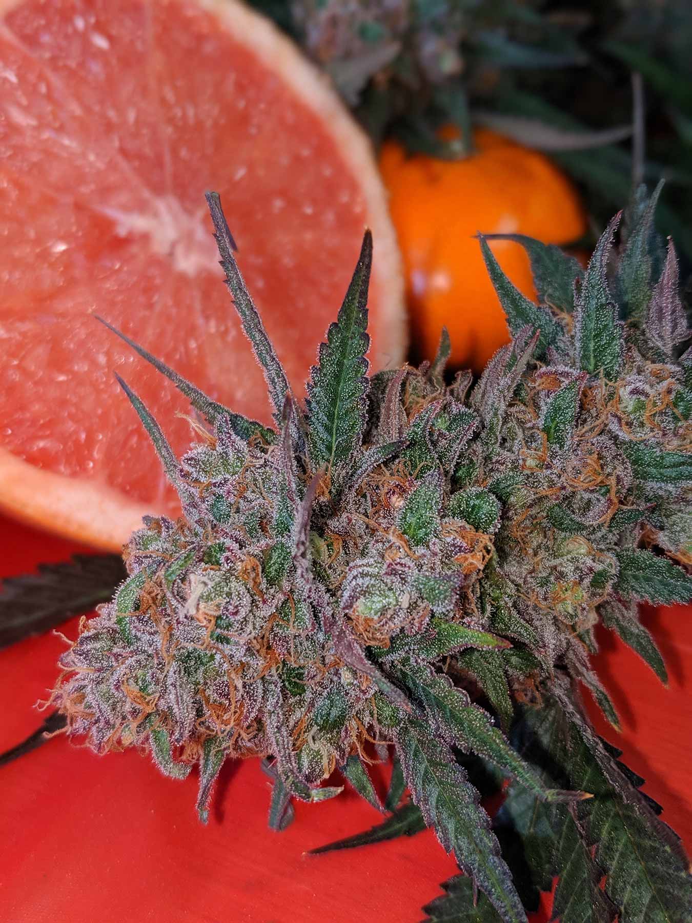 Best Feminized Seeds 2021 The best new marijuana strains to grow in 2020 | Leafly