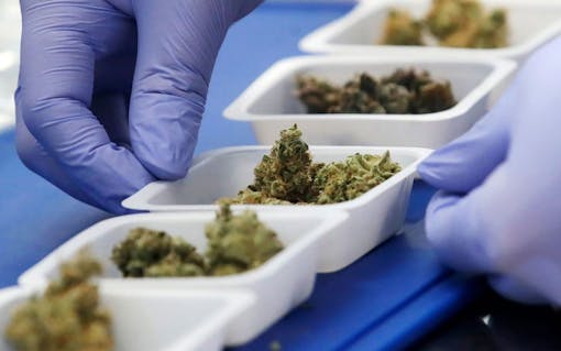 cannabis potency testing, marijuana testing