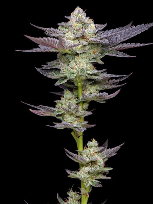 Hints of gas, nuts, salty caramel, and cream merge in the trending cultivar Caramel Cream. (Courtesy of Humboldt Seed Co)