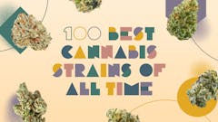 100 marijuana strains header