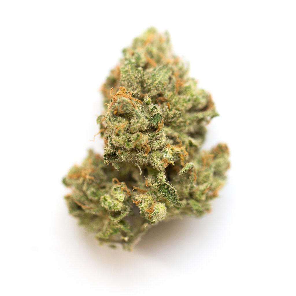 jack herer marijuana strain