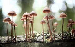 psychedelics, legalization of psychedelics