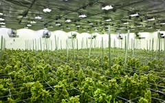 cannabis grow equipment, cannabis commercial lighting fixtures, growing marijuana, cannabis grow operational supplies