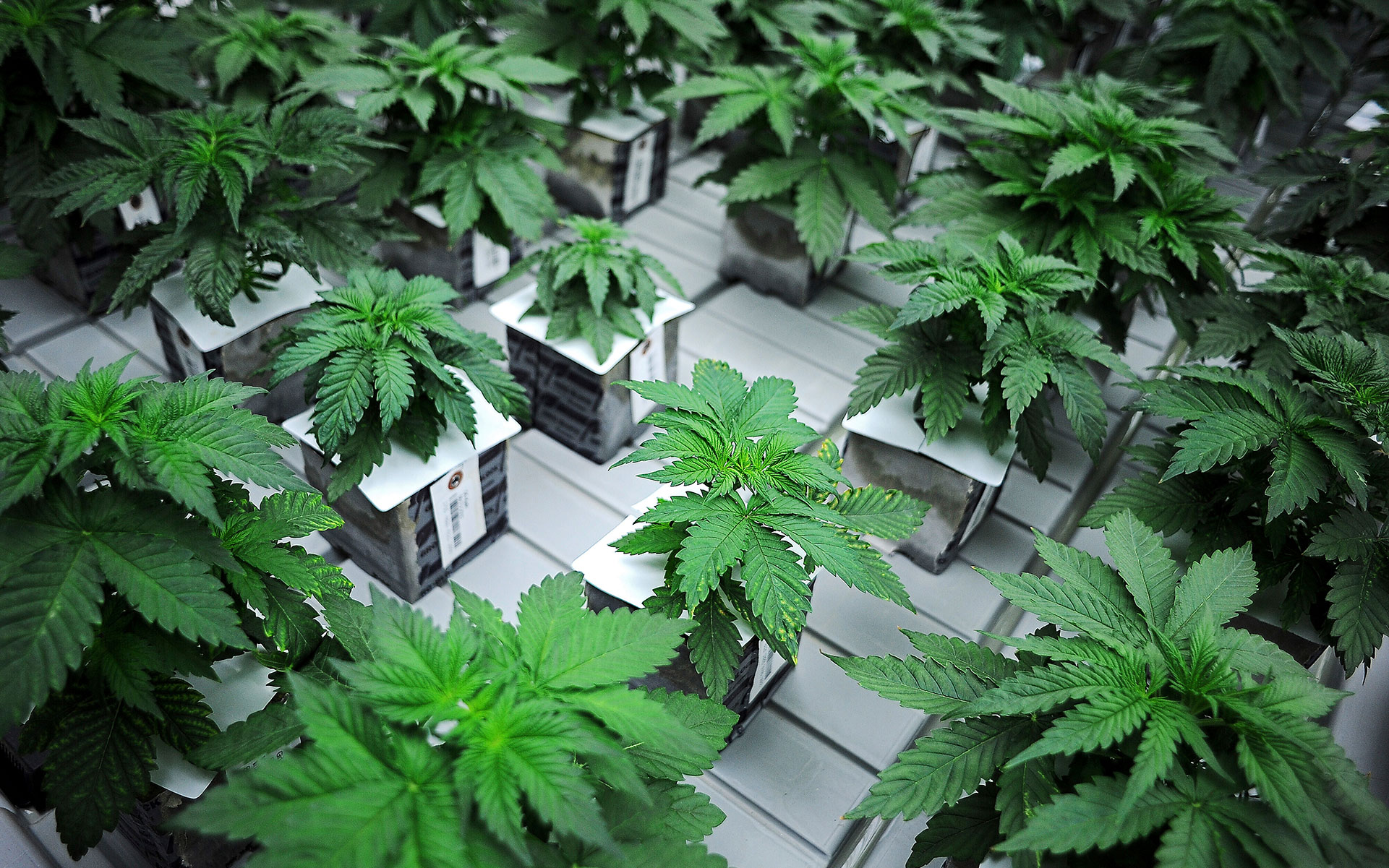страна выращивающая больше всего марихуаны