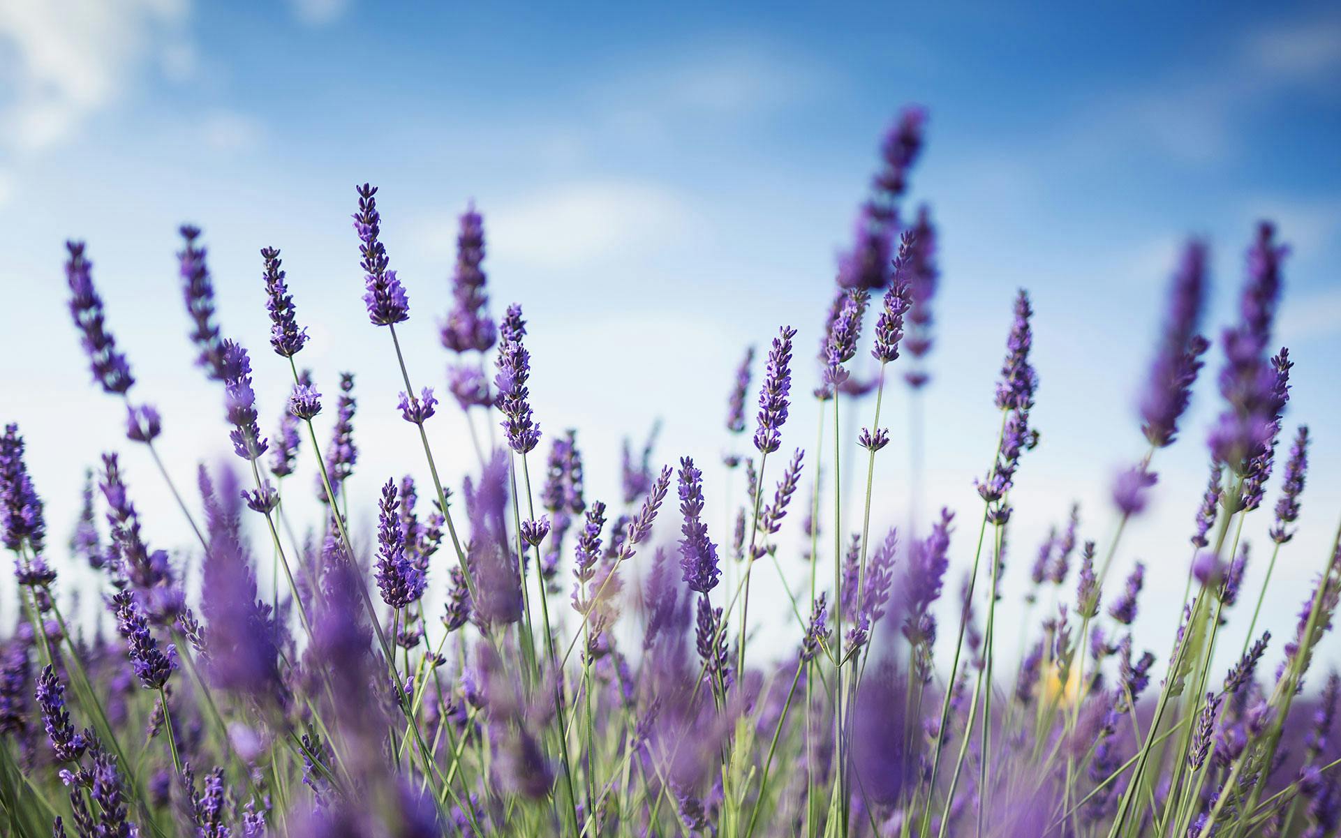 5 cannabis strains for people who love floral flavors image