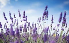 cannabis strains with floral flavors, linalool cultivar