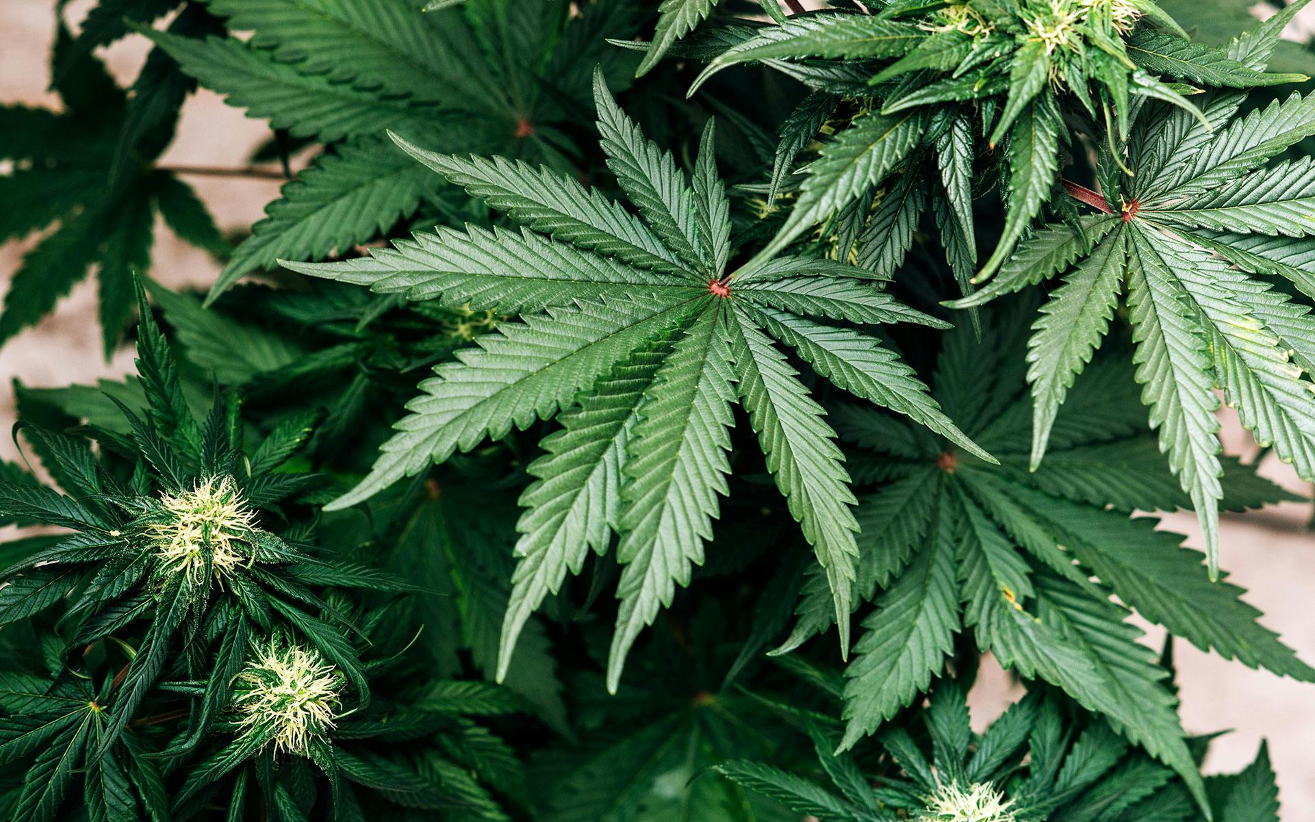 Washington Gov. Inslee to Pardon 3,500 Cannabis Convictions image