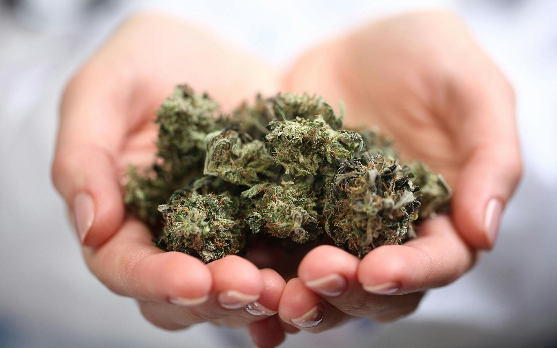 How to get a medical marijuana card in Massachusetts image