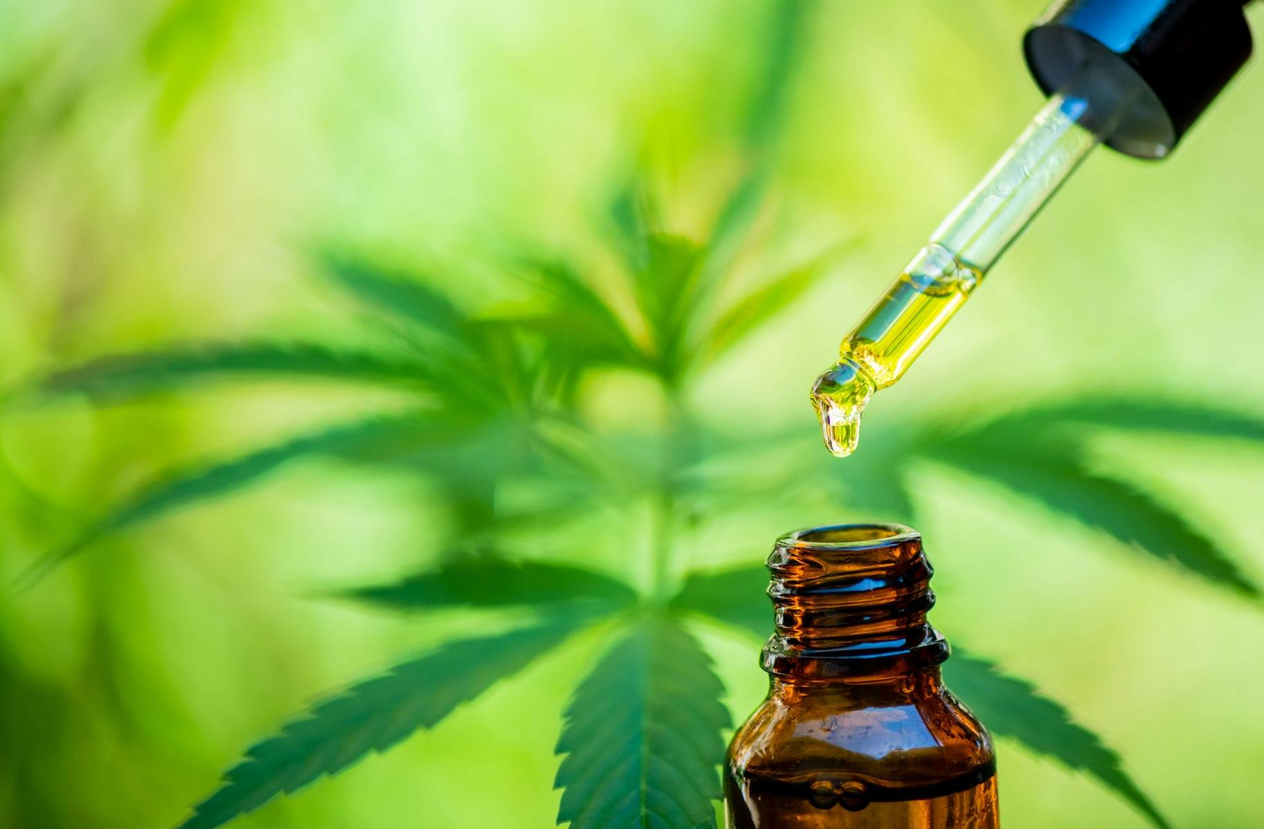 Can CBD help with cancer treatment? image