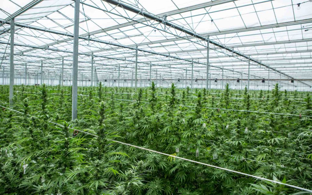 Epidiolex, sativex, gw pharmaceuticals, greenwich biosciences