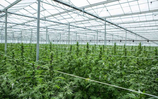 Epidiolex starts with cannabis plants patented for their cannabinoid and terpene expression. (Courtesy Greenwich Biosciences)