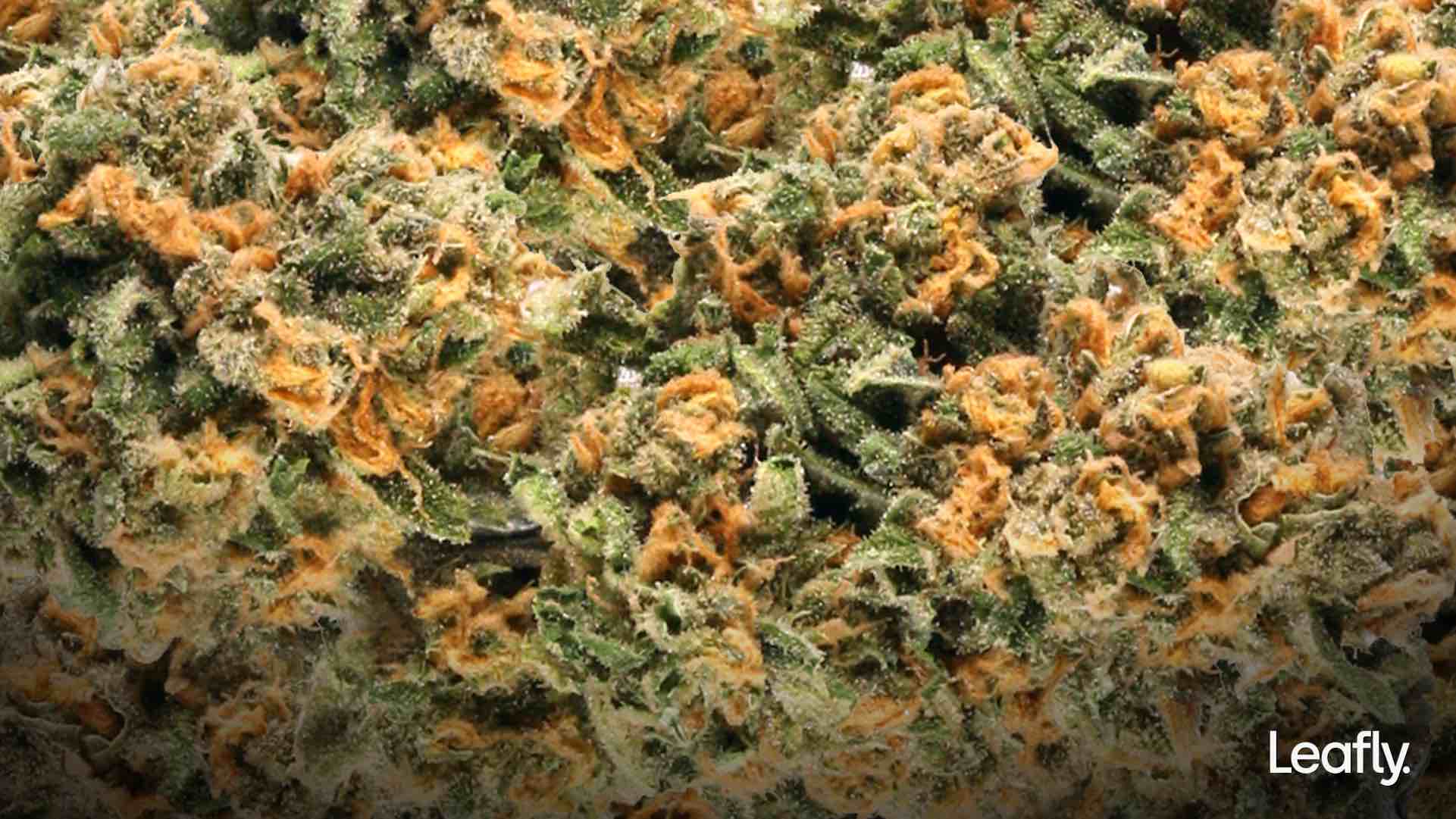 marijuana zoom background leafly