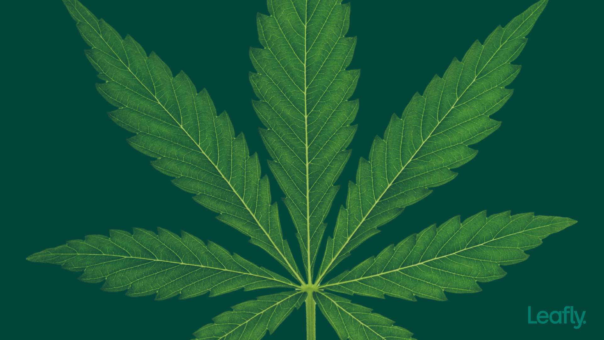 marijuana zoom background leafly