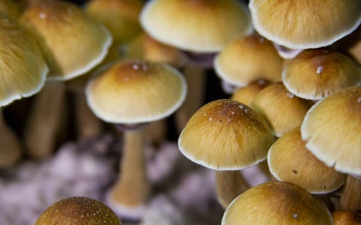 psychedelics, mushrooms, health