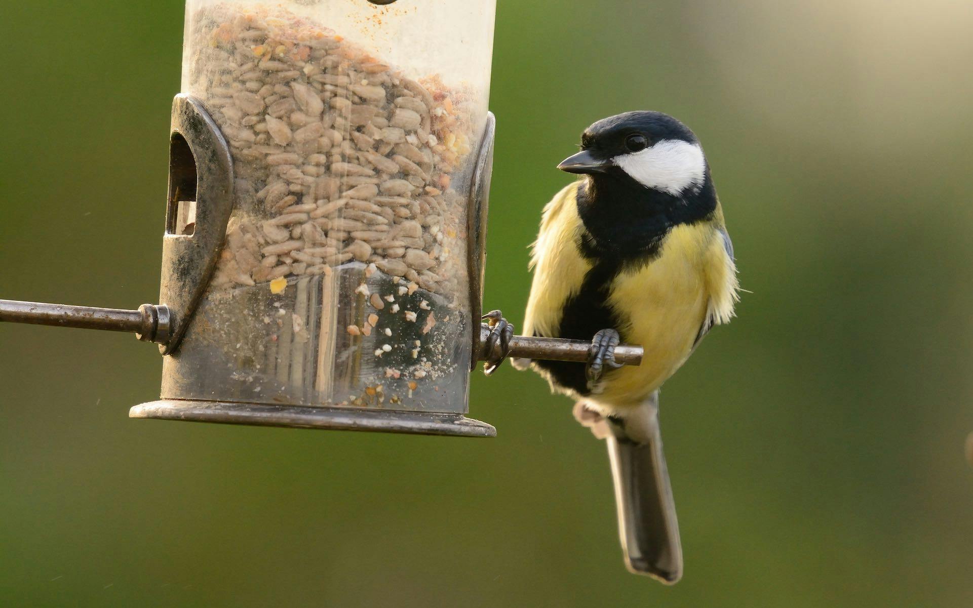 How to make bird feeders with your leftover weed jars | Leafly