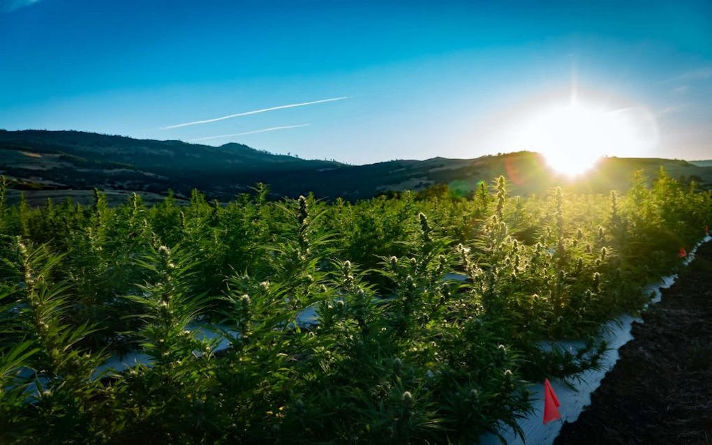 How & When to Grow Marijuana Outdoors StepByStep Leafly
