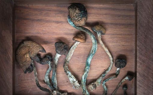 psychedelic mushrooms