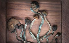 psychedelic mushrooms