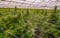 Growing marijuana outdoors vs indoors