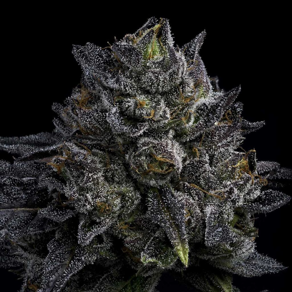 White Runtz (favor cookies)