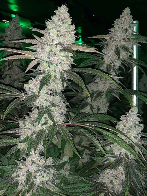 Apples and Bananas (Courtesy Compound Genetics)