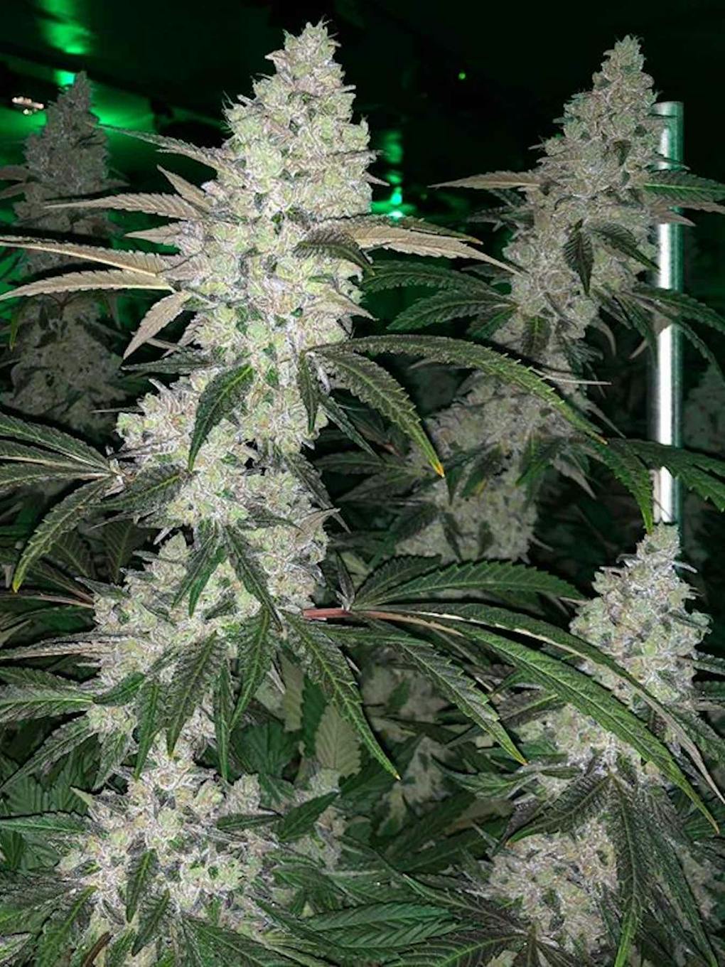 Best marijuana strains of summer 2020 Leafly