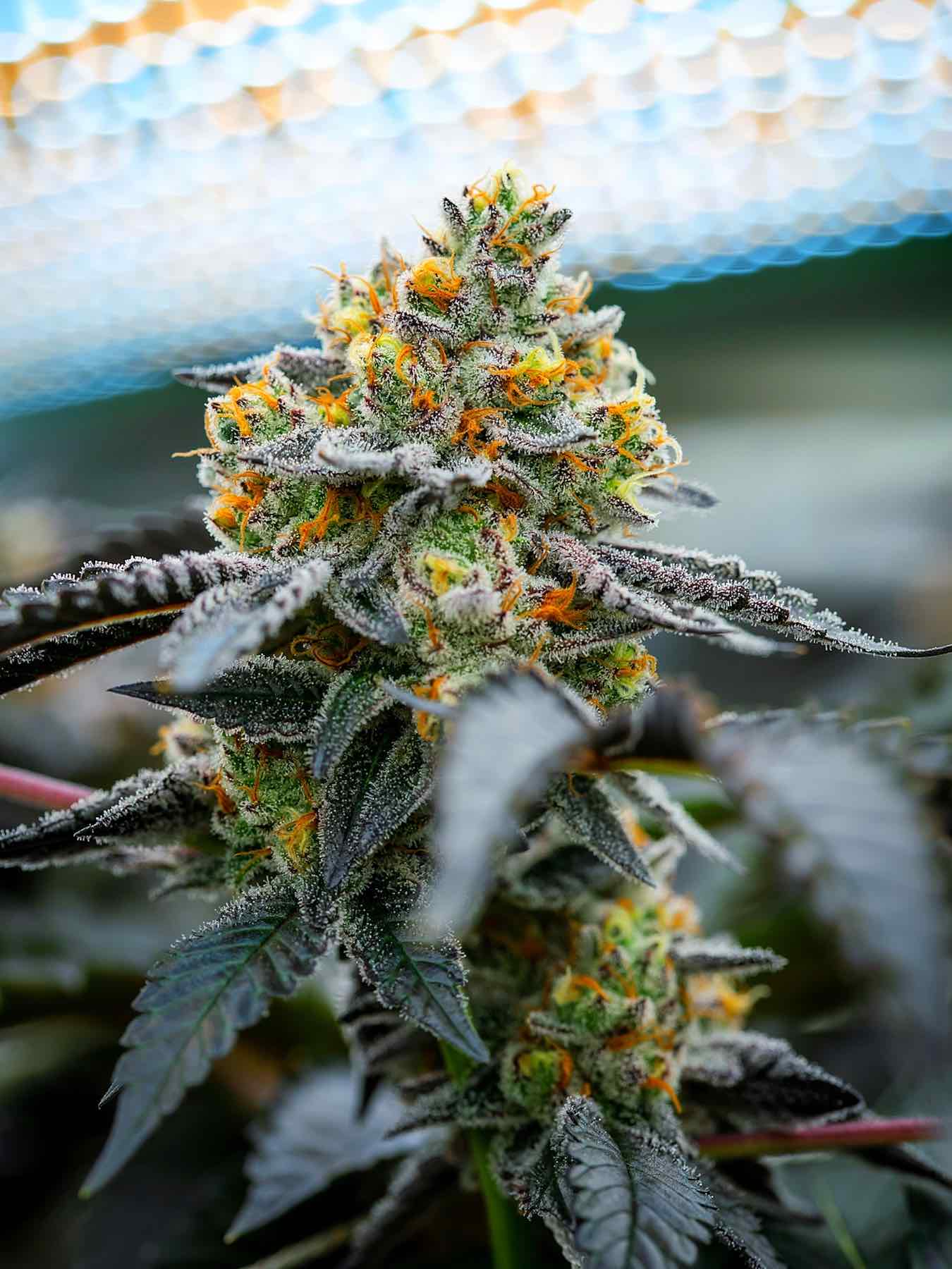 Meat Breath bred by gromerjuana of Michigan is a top strain of the summer 2020. (Courtesy Deschutes Growery)