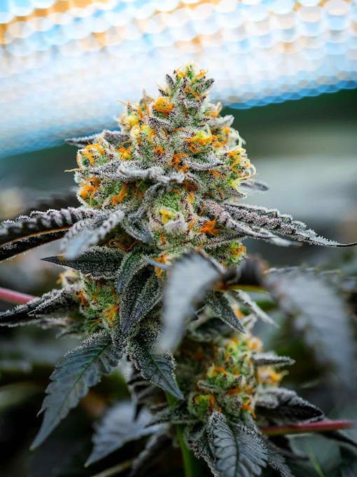 Meat Breath bred by gromerjuana of Michigan is a top strain of the summer 2020. (Courtesy Deschutes Growery)